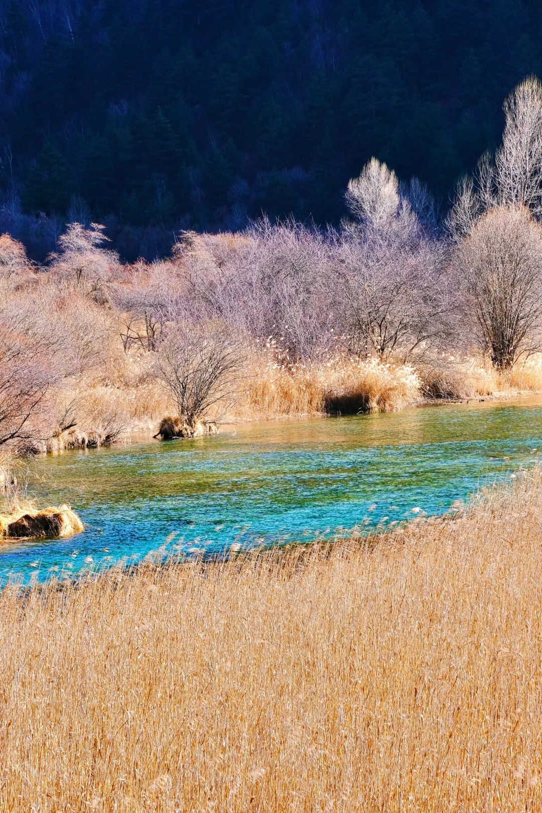 芦苇海系列 · 自然韵律